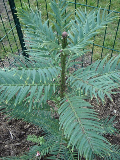 Wollemia nobilis feuille